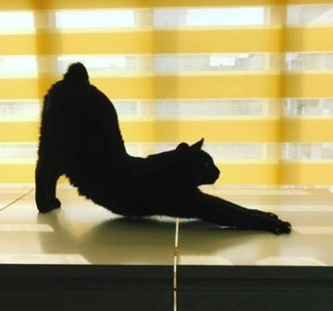 黃阿瑪後宮 16 歲黑貓 Socles 惡性淋巴瘤病逝！志銘狸貓：下輩子還要來當家人