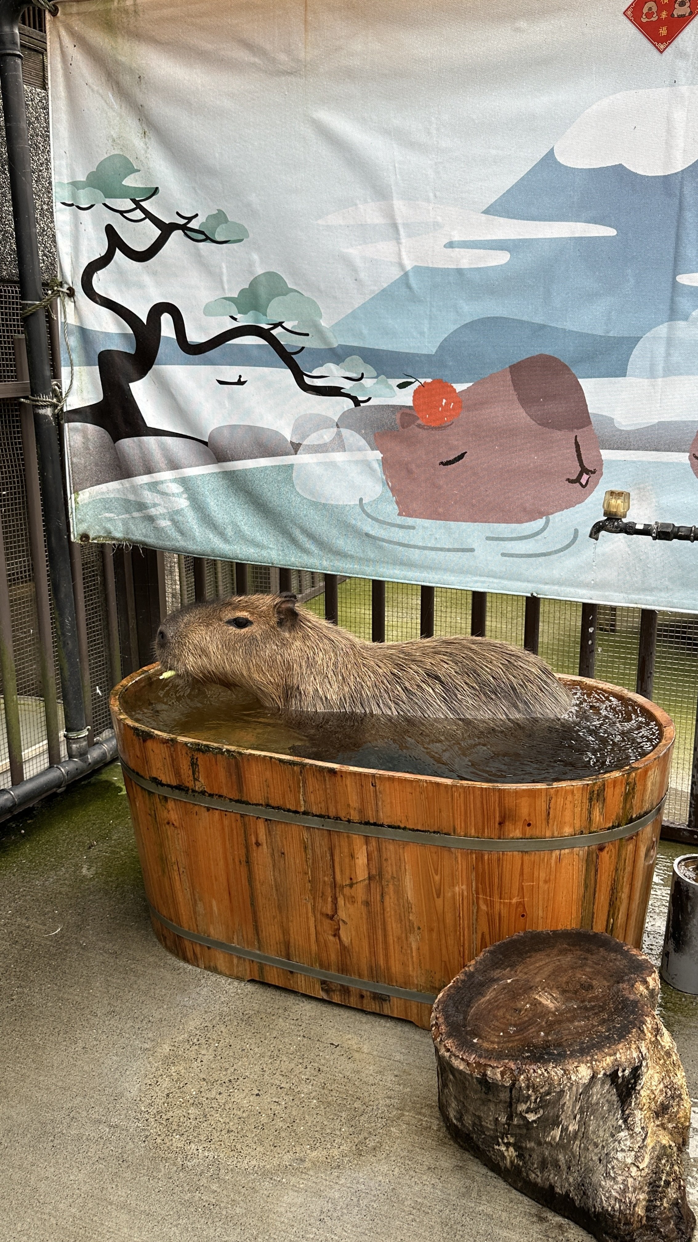 2026 宜蘭住宿溫泉推薦「綠舞國際觀光飯店」!水豚近距離互動、班比山丘聯名⋯五大亮點一次看!