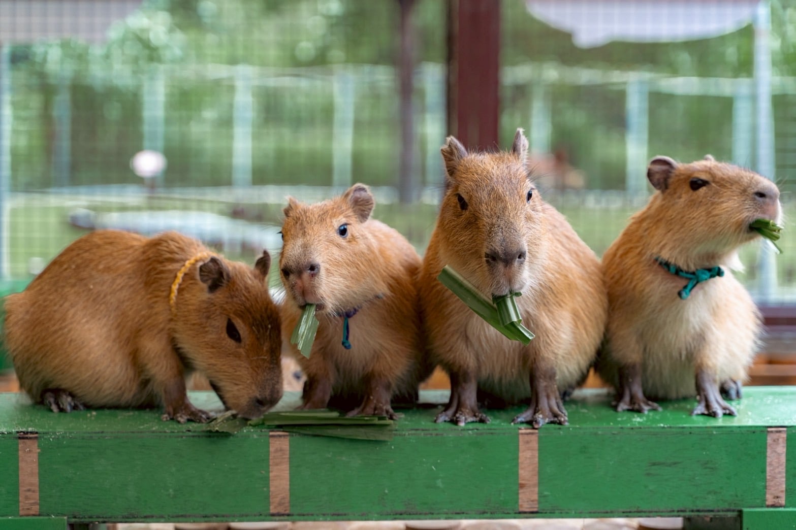 2026 宜蘭住宿溫泉推薦「綠舞國際觀光飯店」!水豚近距離互動、班比山丘聯名⋯五大亮點一次看!