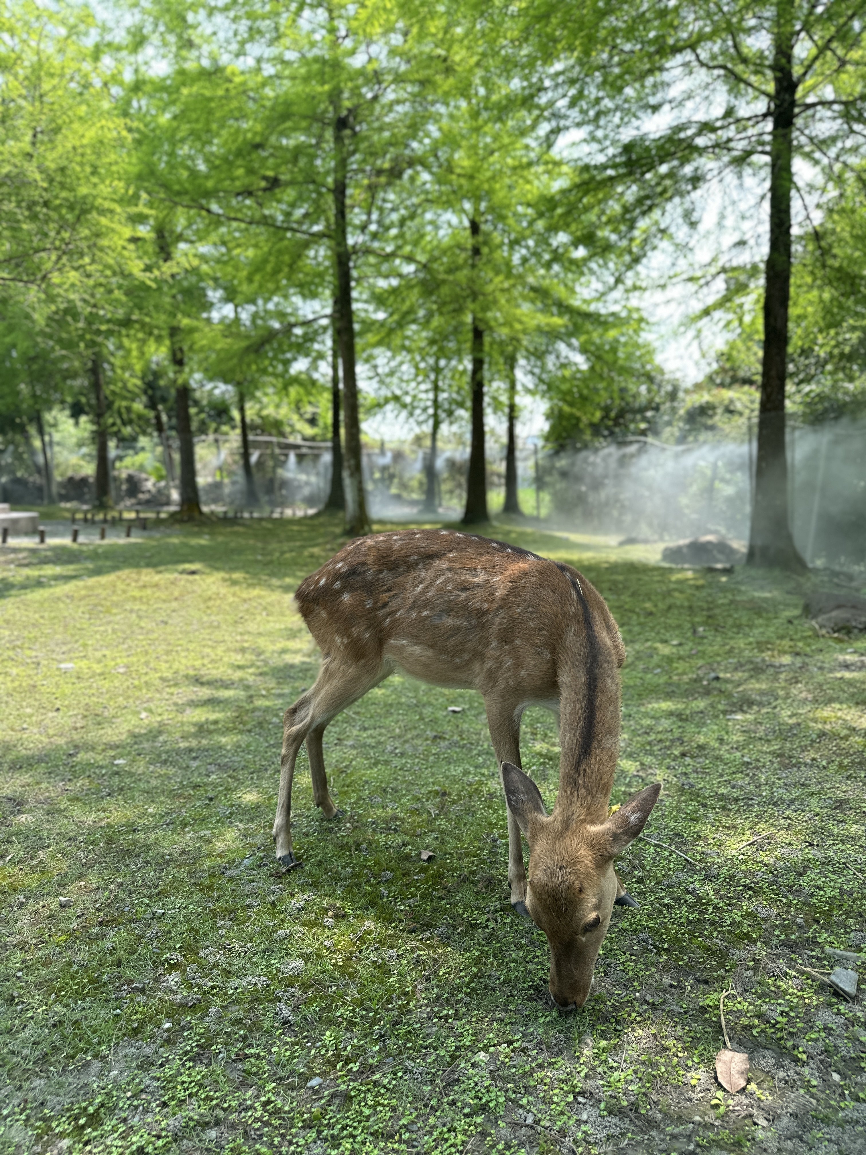 2026 宜蘭住宿溫泉推薦「綠舞國際觀光飯店」!水豚近距離互動、班比山丘聯名⋯五大亮點一次看!