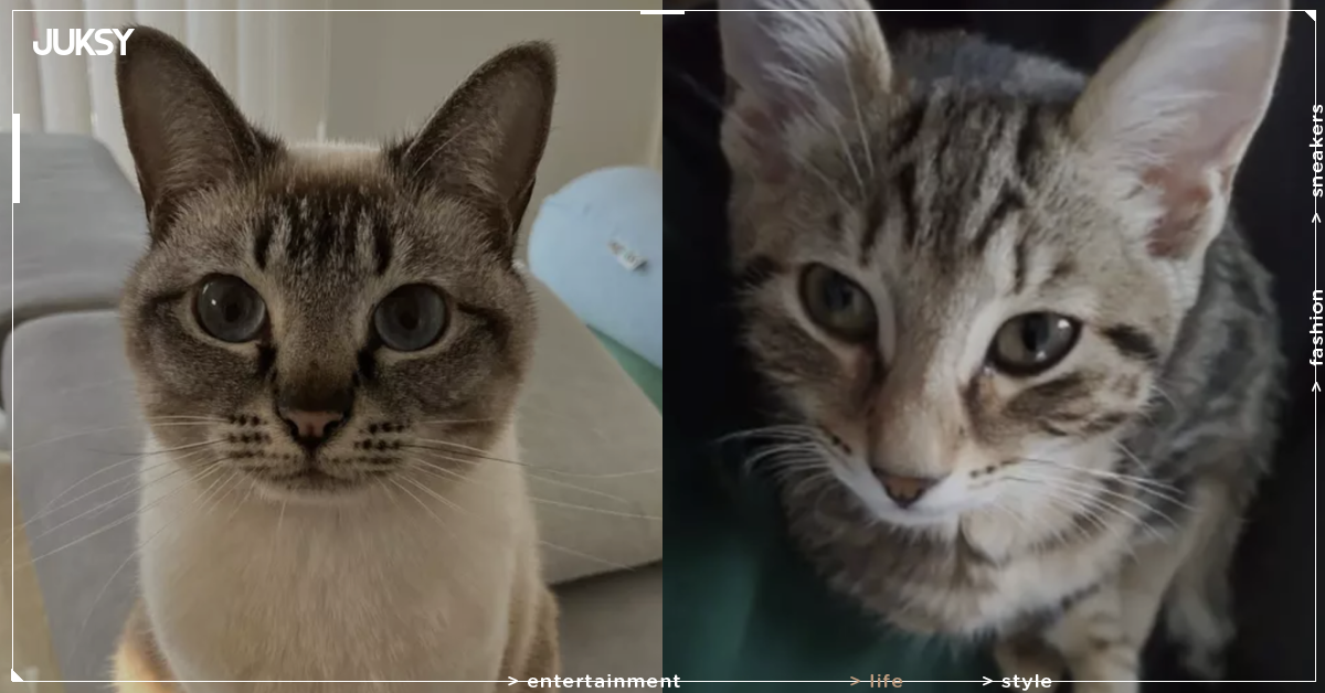 日本貓「一眼就能認出」?美國科幻作家這句話讓日網炸開:看起來比較有禮貌!