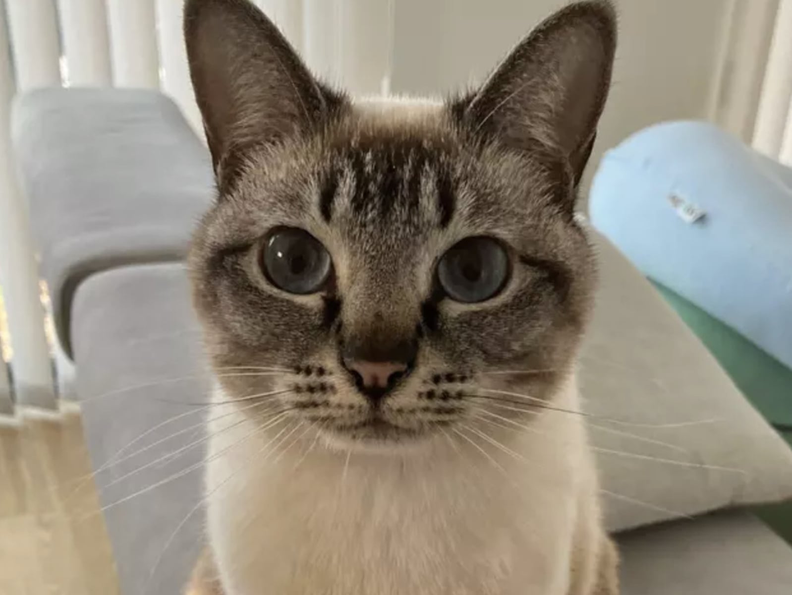 日本貓「一眼就能認出」？美國科幻作家這句話讓日網炸開：看起來比較有禮貌！