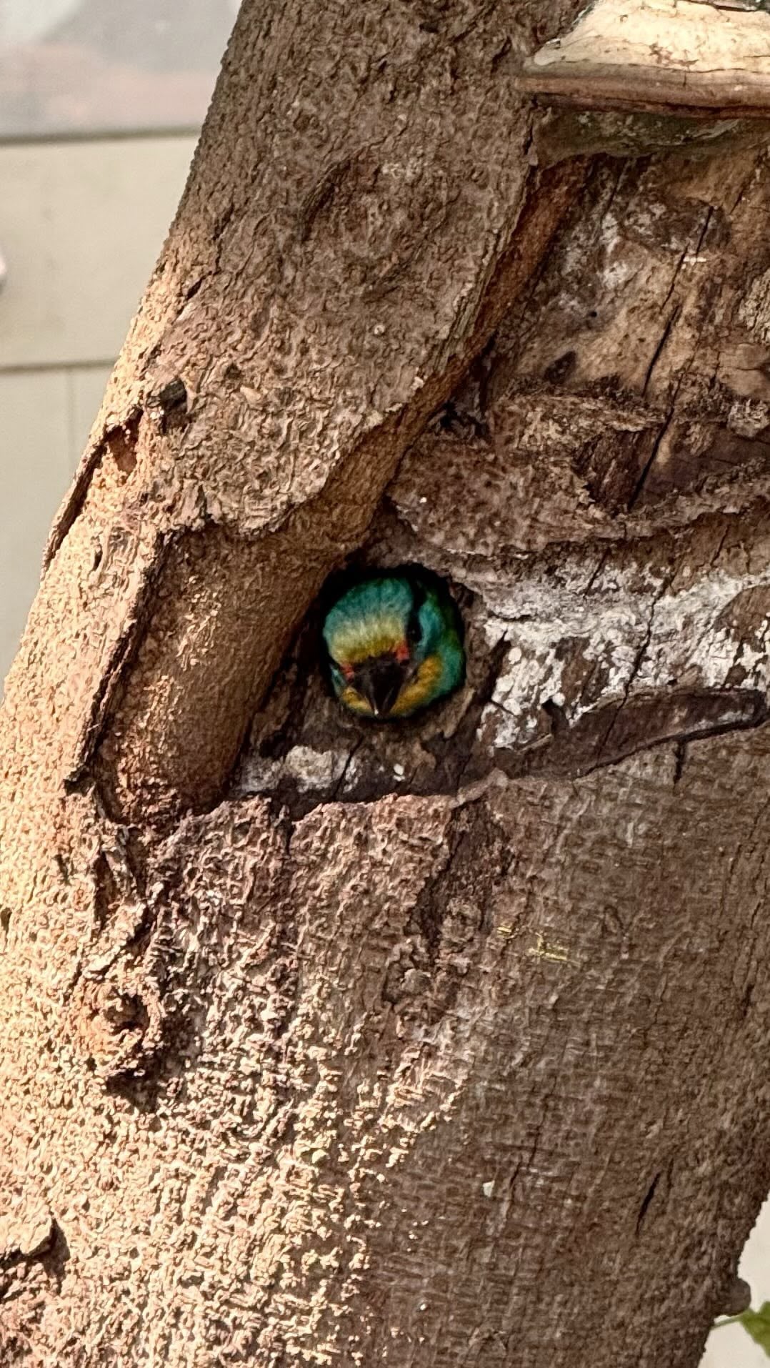 台北信義區五色鳥築巢爆紅!現身酒吧門口枯木,夜生活畫面成為熱門話題!