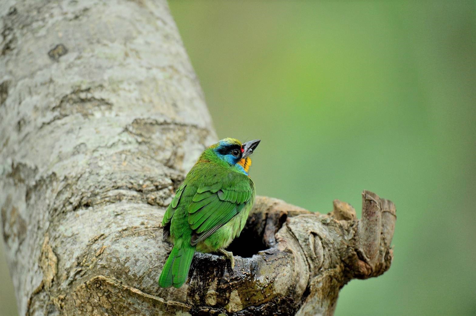 台北信義區五色鳥築巢爆紅!現身酒吧門口枯木,夜生活畫面成為熱門話題!