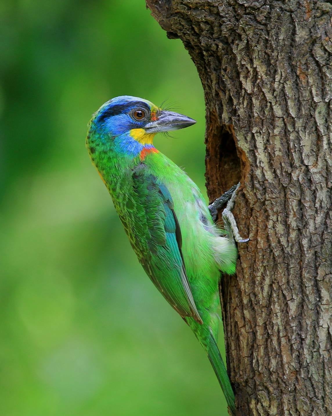 台北信義區五色鳥築巢爆紅!現身酒吧門口枯木,夜生活畫面成為熱門話題!