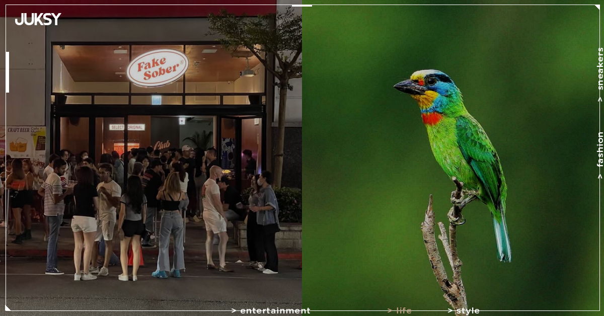 台北信義區五色鳥築巢爆紅!現身酒吧門口枯木,夜生活畫面成為熱門話題!