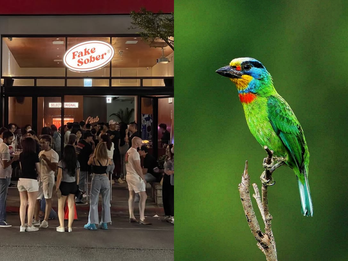 台北信義區五色鳥築巢爆紅！現身酒吧門口枯木，夜生活畫面成為熱門話題！