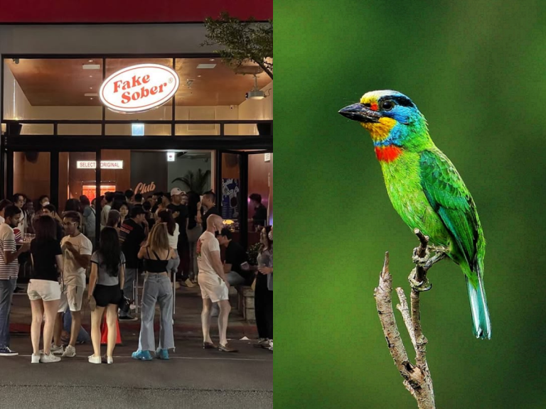 台北信義區五色鳥築巢爆紅！現身酒吧門口枯木，夜生活畫面成為熱門話題！