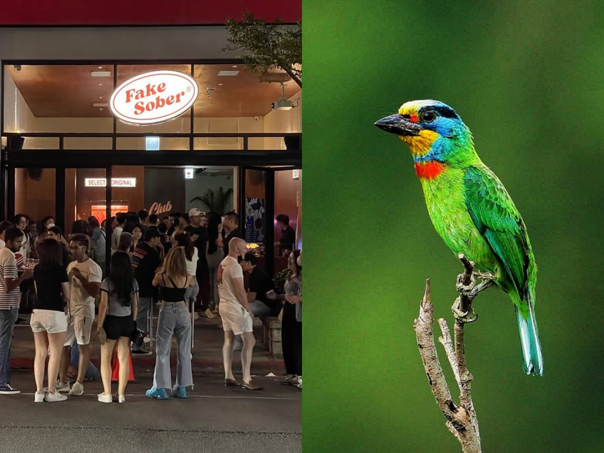 台北信義區五色鳥築巢爆紅！現身酒吧門口枯木，夜生活畫面成為熱門話題！