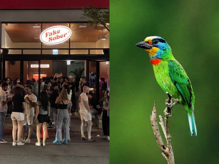 台北信義區五色鳥築巢爆紅！現身酒吧門口枯木，夜生活畫面成為熱門話題！
