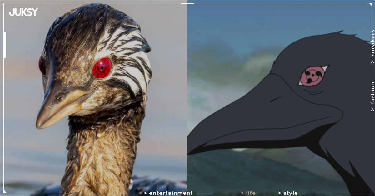 《火影忍者》宇智波鼬「別天神」現實版！智利鵜鶘「寫輪眼」曝光引動漫迷暴動！