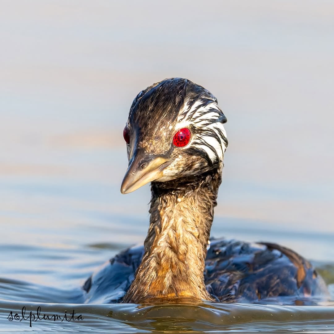 《火影忍者》宇智波鼬「別天神」現實版！智利鵜鶘「寫輪眼」曝光引動漫迷暴動！