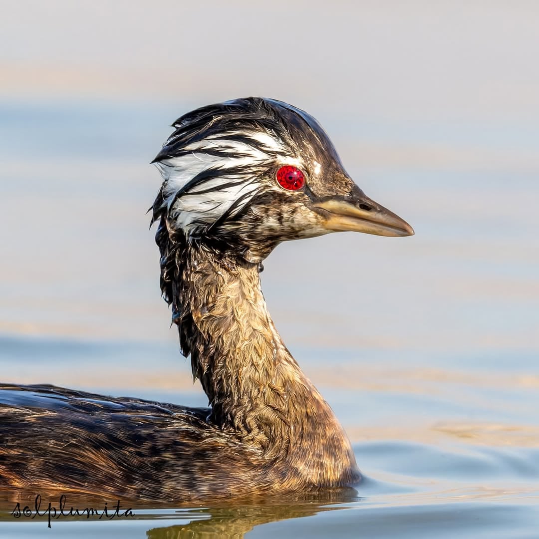 《火影忍者》宇智波鼬「別天神」現實版！智利鵜鶘「寫輪眼」曝光引動漫迷暴動！