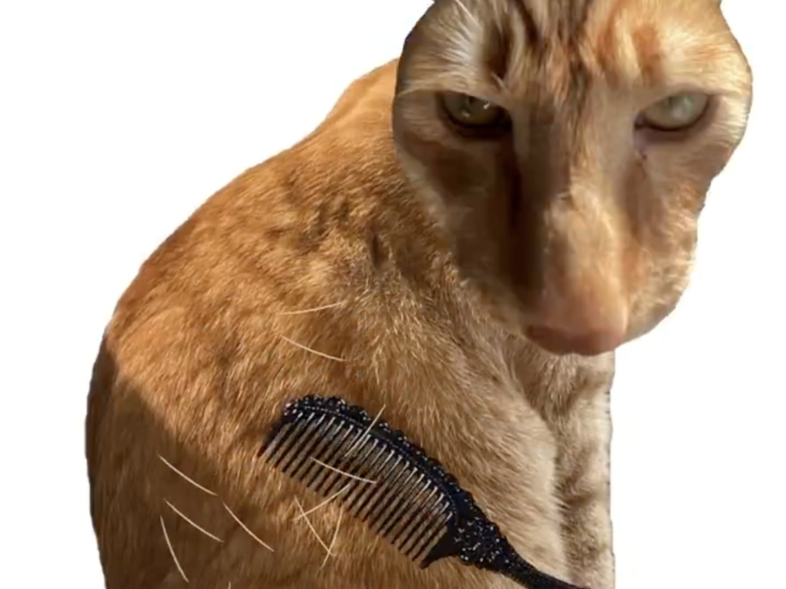 韓國瀏覽器遊戲《Brush Jjaemu》爆紅！梳貓毛竟然會被咬死全球玩家又愛又怕！