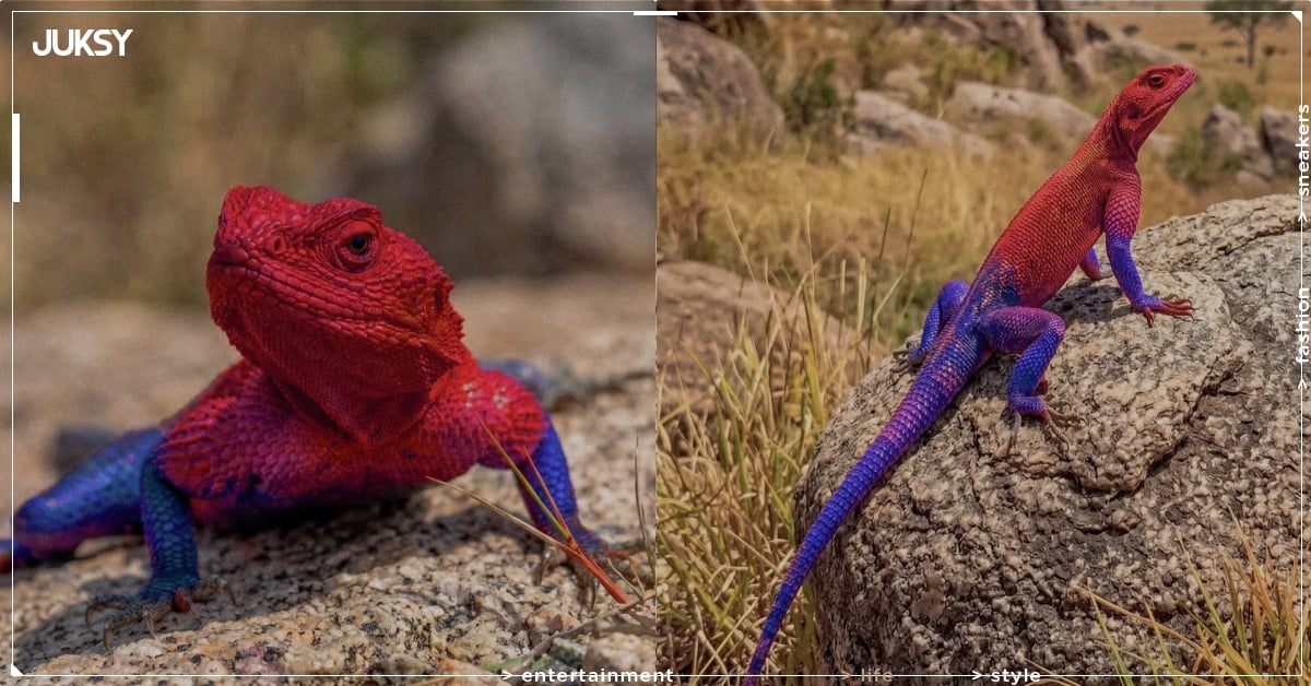 東非特殊品種鬣蜥竟有蜘蛛人 Skin！網驚嘆：「這居然不是 AI！」