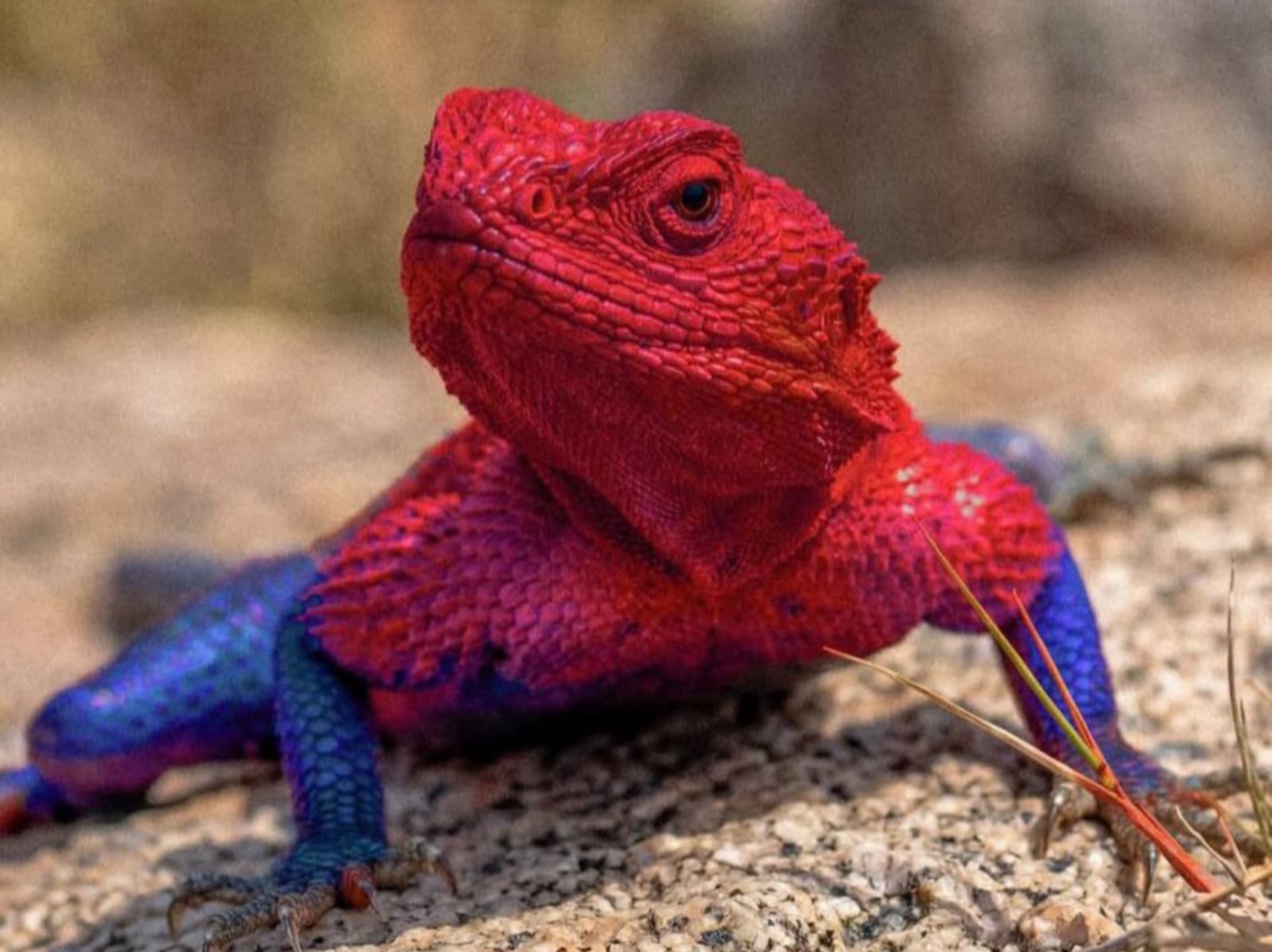 東非特殊品種鬣蜥竟有蜘蛛人 Skin！網驚嘆：「這居然不是 AI！」