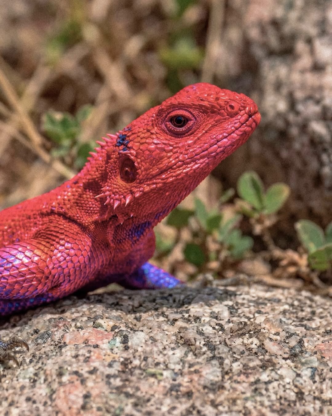 東非特殊品種鬣蜥竟有蜘蛛人 Skin！網驚嘆：「這居然不是 AI！」