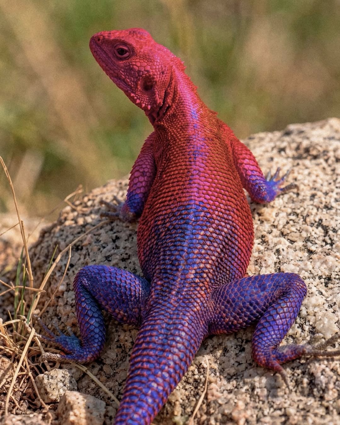 東非特殊品種鬣蜥竟有蜘蛛人 Skin！網驚嘆：「這居然不是 AI！」