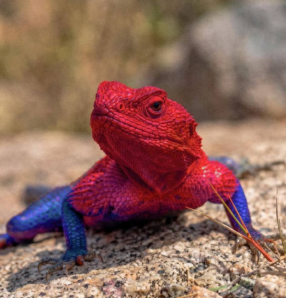 東非特殊品種鬣蜥竟有蜘蛛人 Skin！網驚嘆：「這居然不是 AI！」