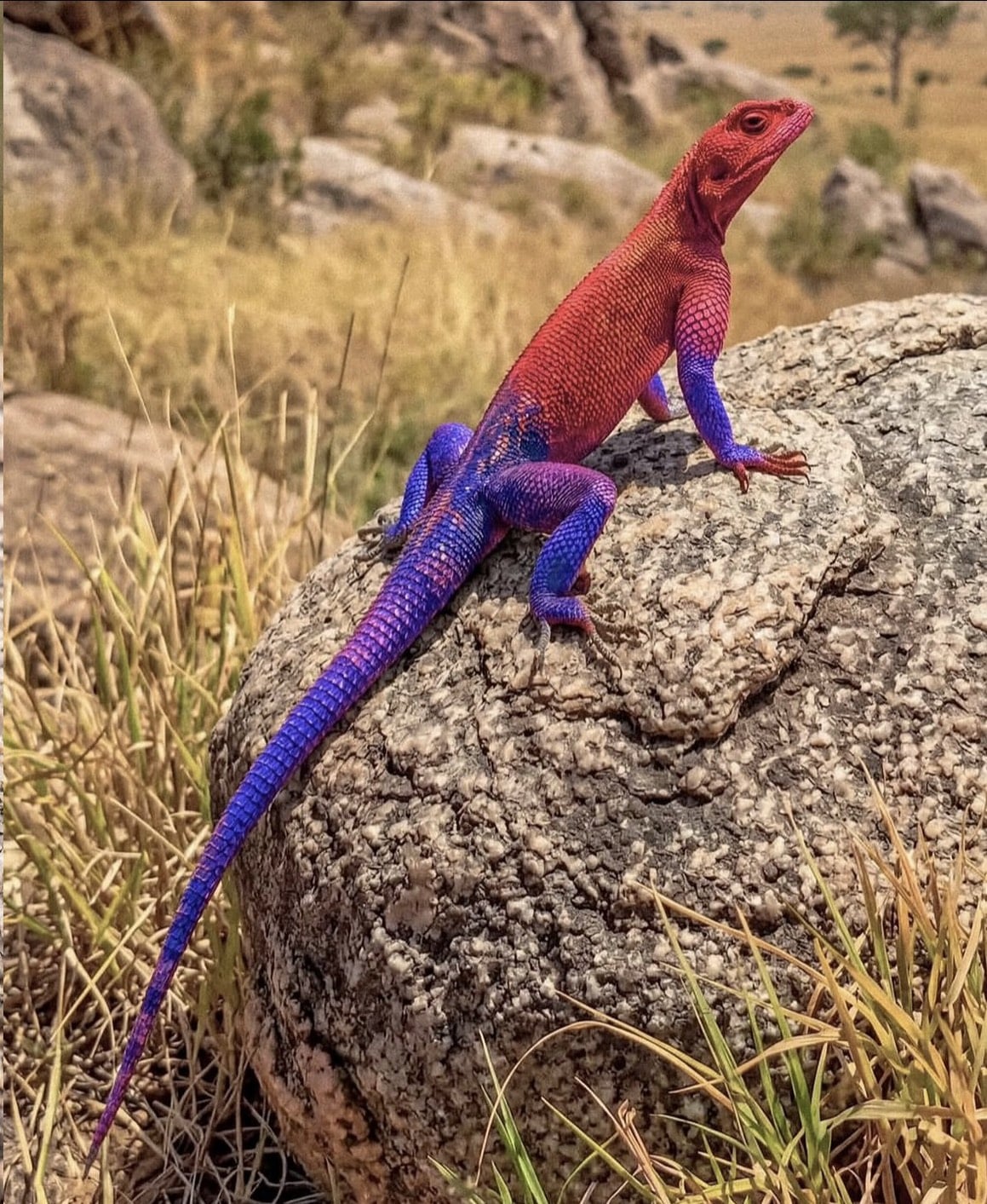 東非特殊品種鬣蜥竟有蜘蛛人 Skin！網驚嘆：「這居然不是 AI！」