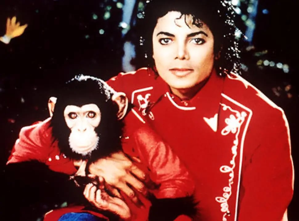 麥可傑克森  Michael Jackson 黑猩猩泡泡近況如何？今年已經 43 歲晚年生活曝光！