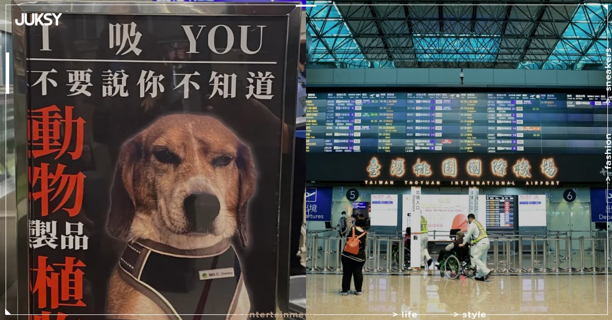 桃園機場米格魯兇狠海報日本爆紅！諧音梗配奶兇臉引網笑：「彷彿能看穿行李箱！」