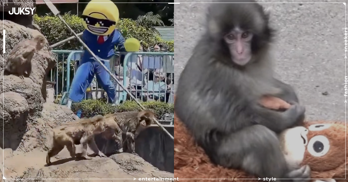網紅小猴 Panchi 遭美國人闖入圍欄！2 人被捕、猴群四散...動物園緊急加裝防護網！