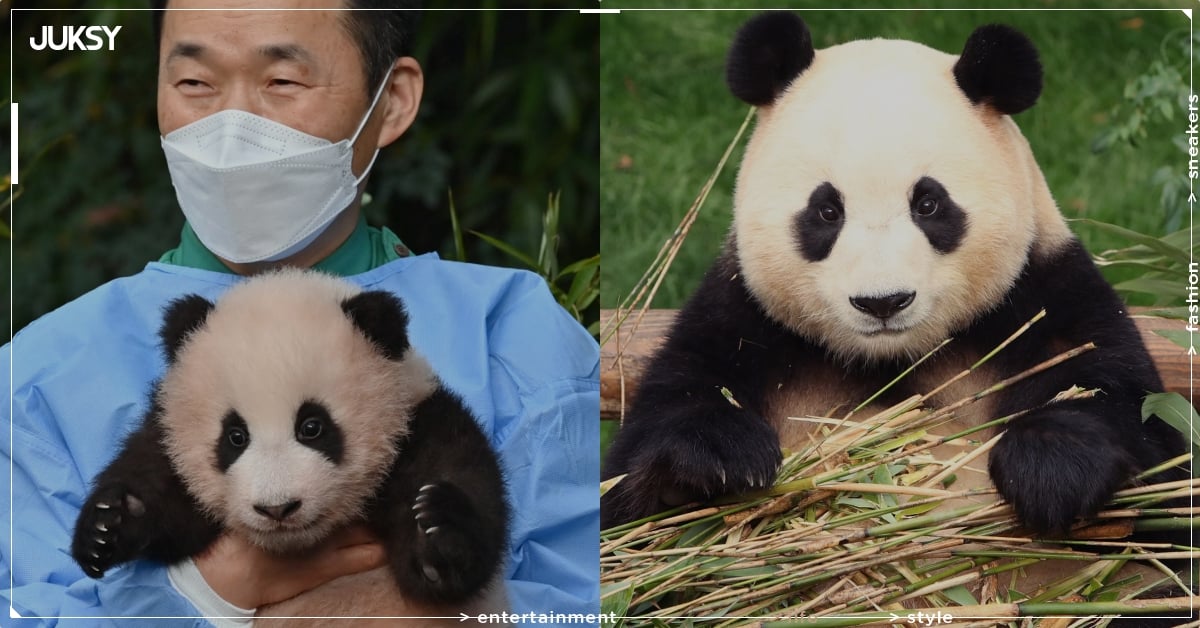 福寶近況曝光！返回中國原因、飼育員互動超催淚⋯5 件事認識熊貓小公主！