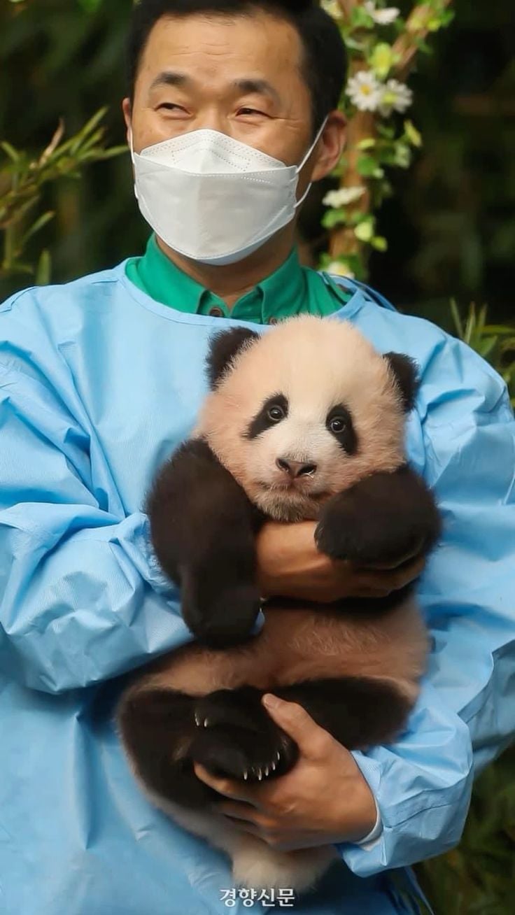 福寶近況曝光！返回中國原因、飼育員互動超催淚⋯5 件事認識熊貓小公主！