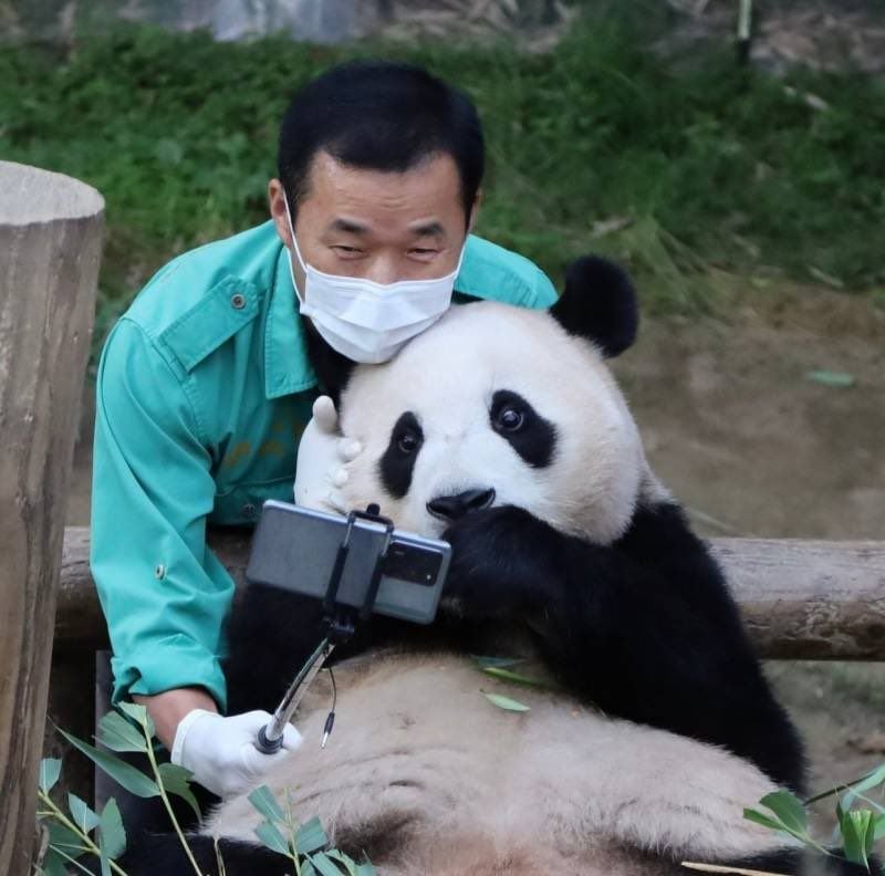 福寶近況曝光！返回中國原因、飼育員互動超催淚⋯5 件事認識熊貓小公主！