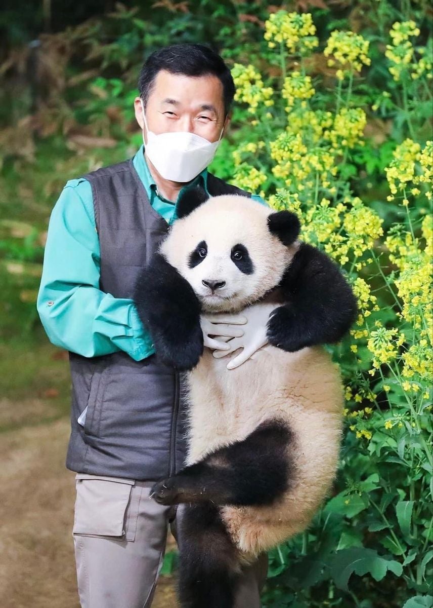 福寶近況曝光！返回中國原因、飼育員互動超催淚⋯5 件事認識熊貓小公主！