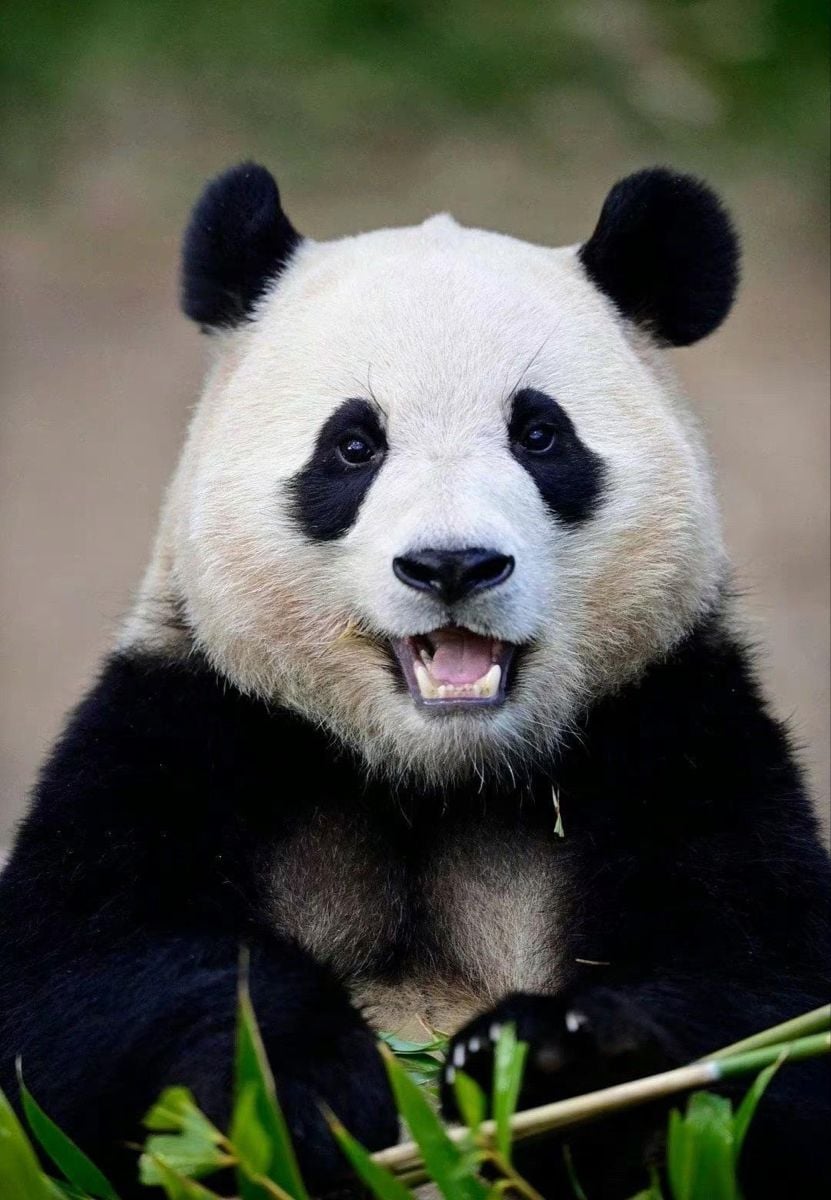 福寶近況曝光！返回中國原因、飼育員互動超催淚⋯5 件事認識熊貓小公主！
