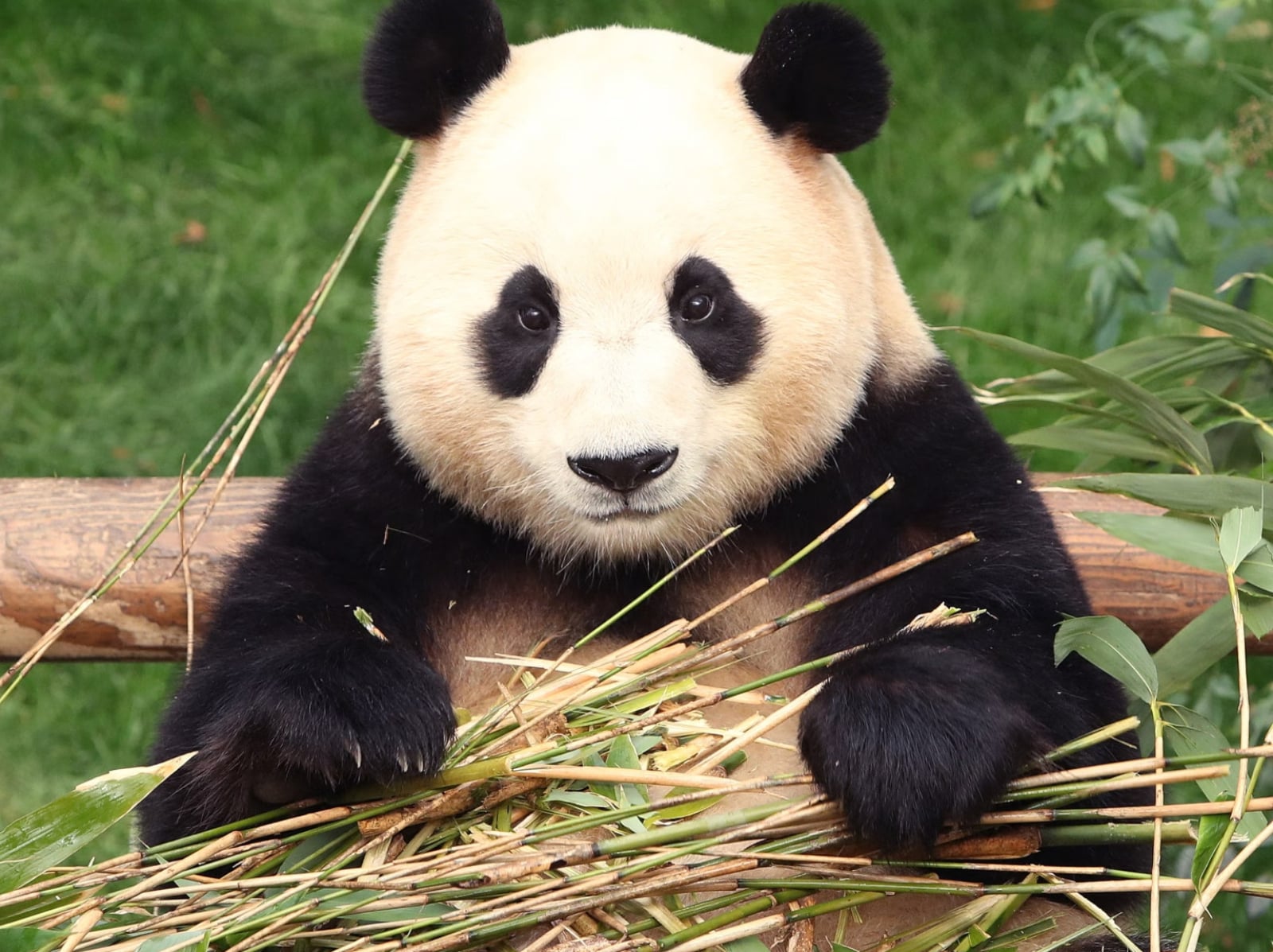 福寶近況曝光！返回中國原因、飼育員互動超催淚⋯5 件事認識熊貓小公主！