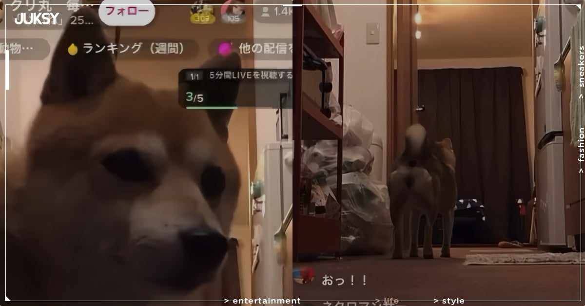 實況主直播忘關鏡頭愛犬柴柴接手抖內更多！網笑翻：「主人以後不用辛苦了！」