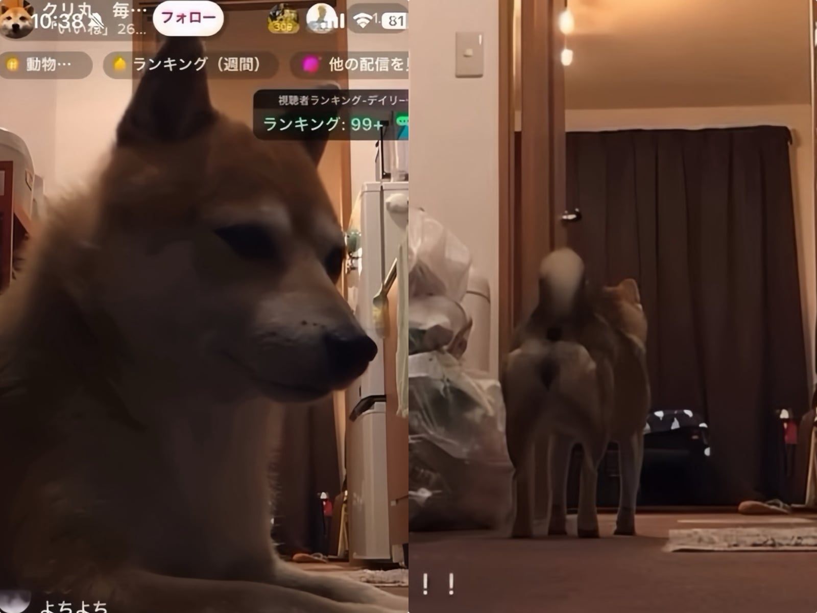 實況主直播忘關鏡頭愛犬柴柴接手抖內更多！網笑翻：「主人以後不用辛苦了！」