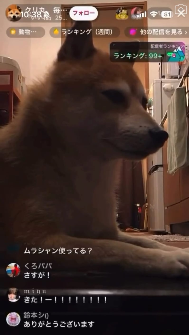 實況主直播忘關鏡頭愛犬柴柴接手抖內更多！網笑翻：「主人以後不用辛苦了！」
