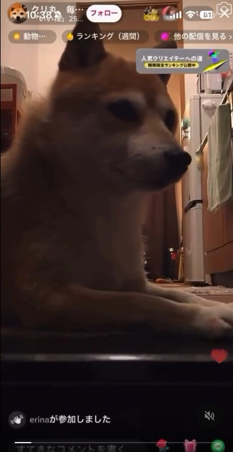 實況主直播忘關鏡頭愛犬柴柴接手抖內更多！網笑翻：「主人以後不用辛苦了！」