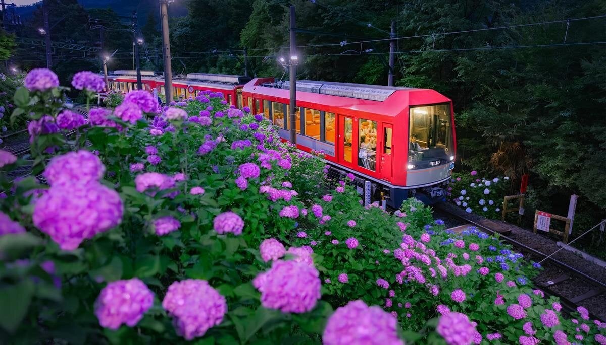 箱根「夜間繡球花號」6月13日啟動！車內熄燈徐行、5大點燈區幻想絕景一次收