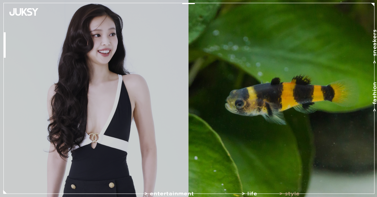 BLACKPINK JENNIE 變成魚的名字?新發現大黃蜂蝦虎魚以「Jennie」命名向她致敬