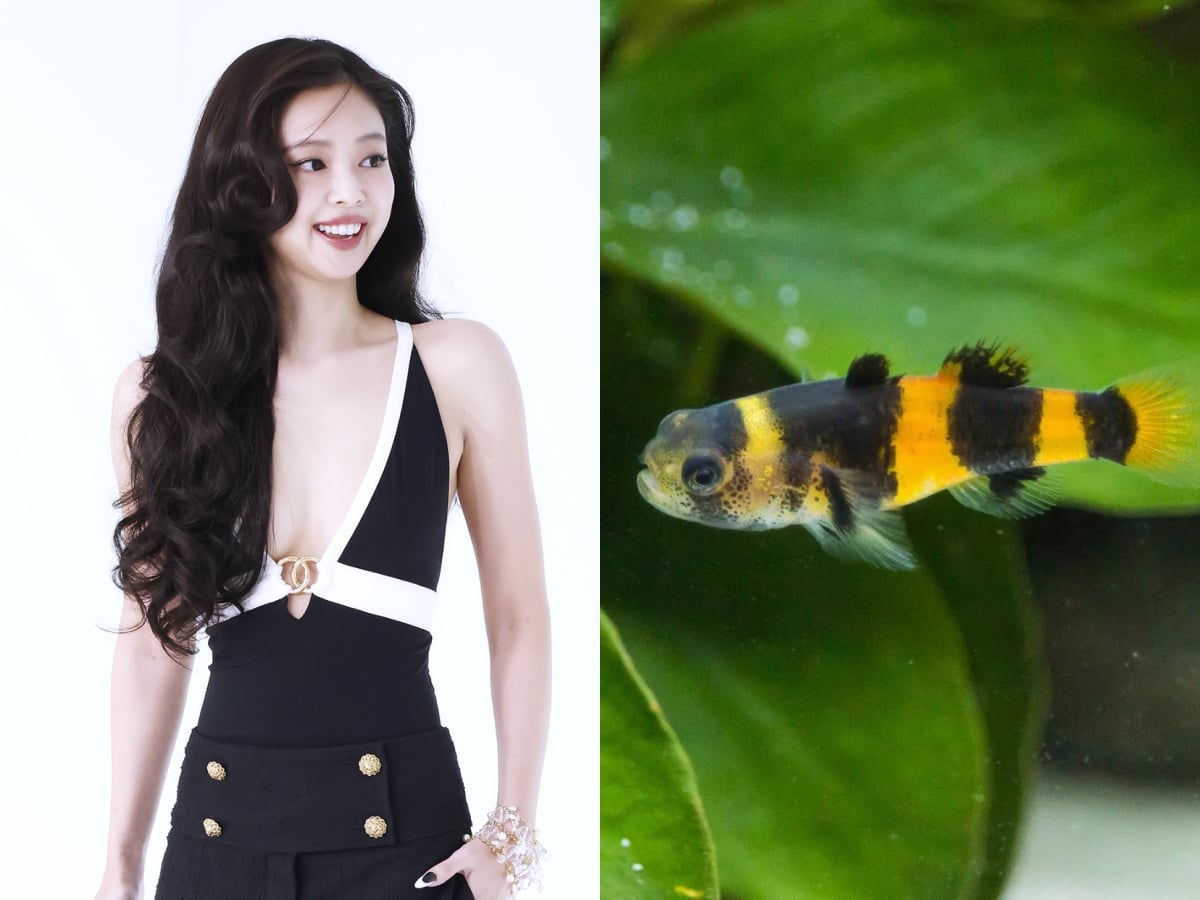 BLACKPINK JENNIE 變成魚的名字？新發現大黃蜂蝦虎魚以「Jennie」命名向她致敬
