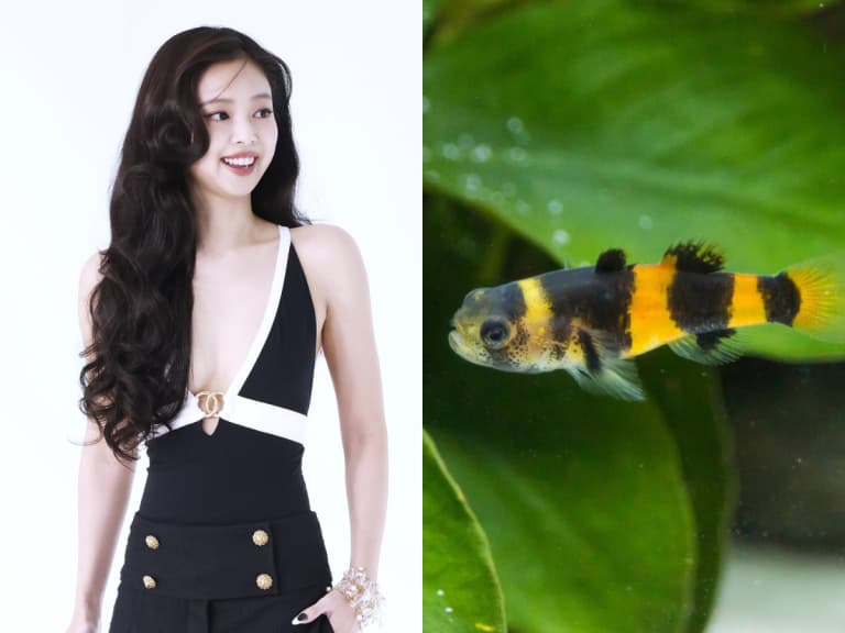 BLACKPINK JENNIE 變成魚的名字?新發現大黃蜂蝦虎魚以「Jennie」命名向她致敬