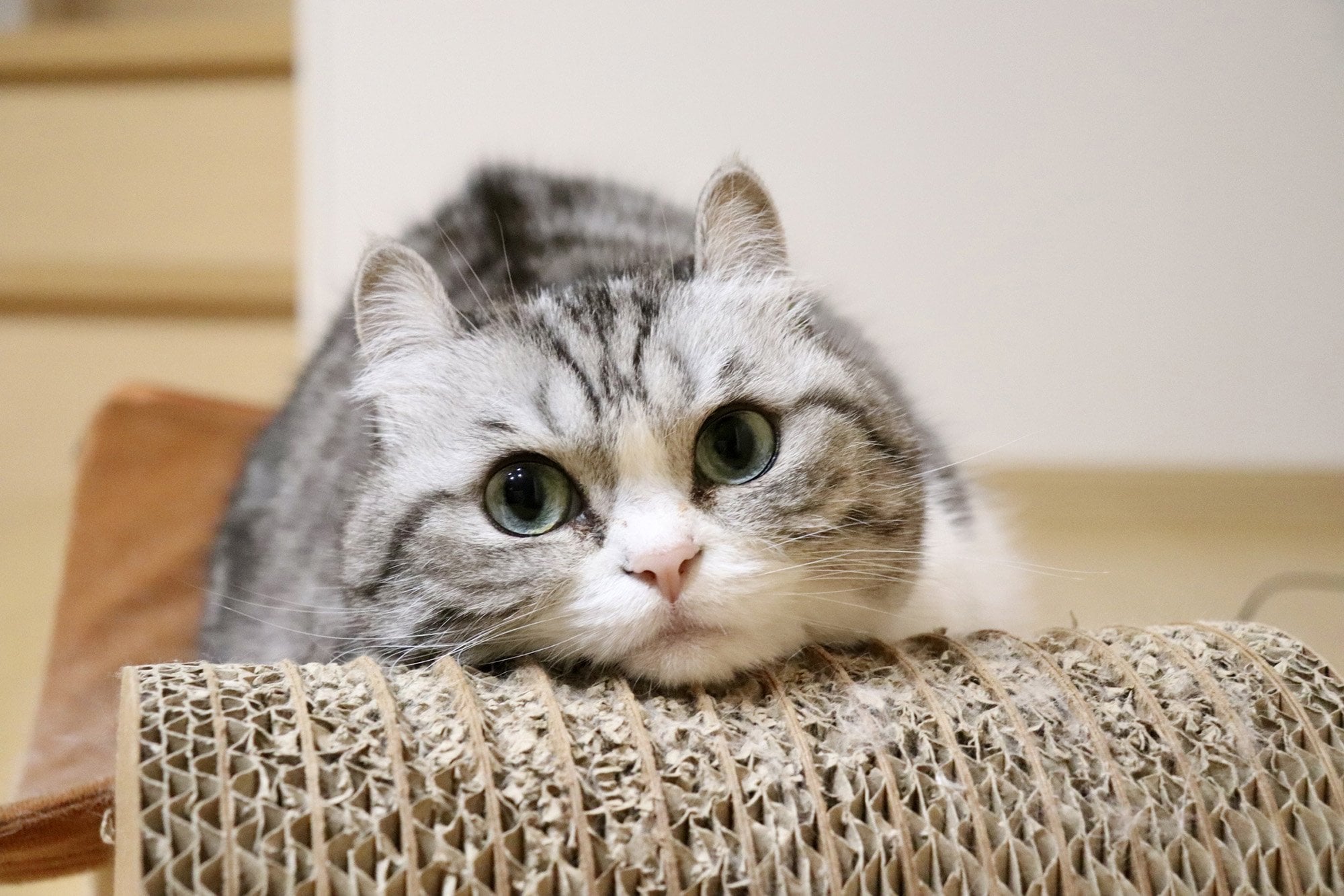 日本人氣貓咪寫真展「ねこ休み展 夏 2026」東京浅草橋登場！新作首展＋限定周邊搶先看