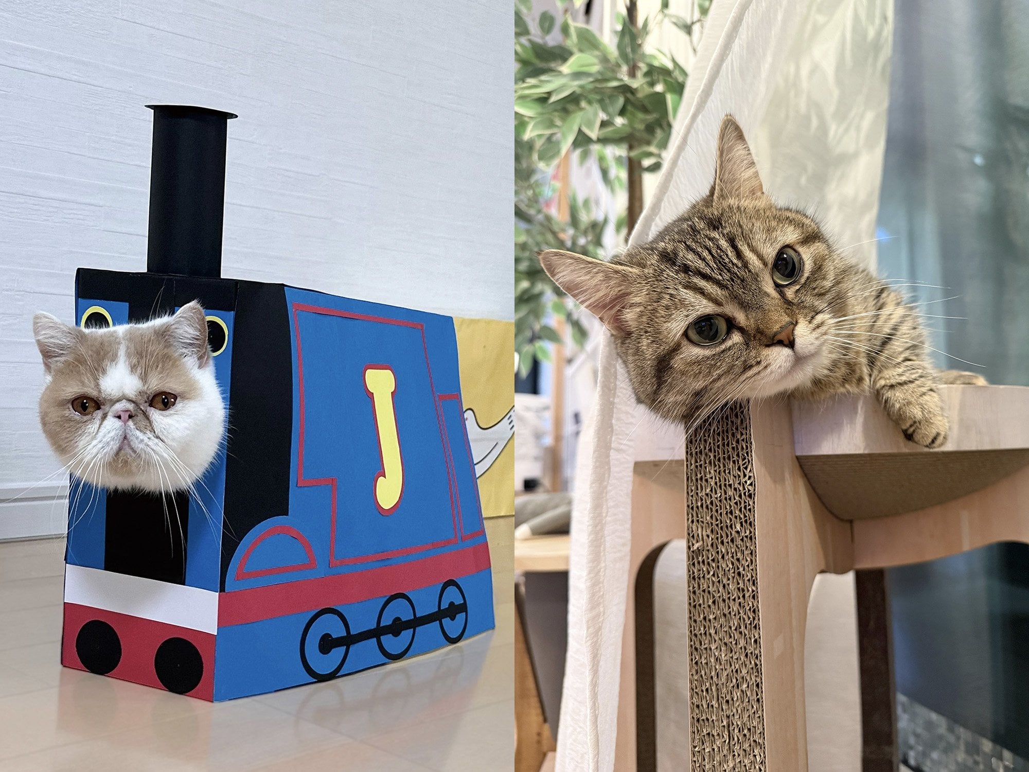 日本人氣貓咪寫真展「ねこ休み展 夏 2026」東京浅草橋登場！新作首展＋限定周邊搶先看