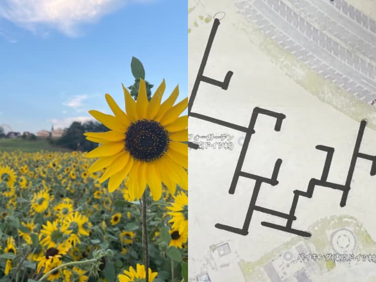 東京德國村4萬本向日葵迷路開放！5,600㎡黃金花海迷宮，真夏必訪打卡景點