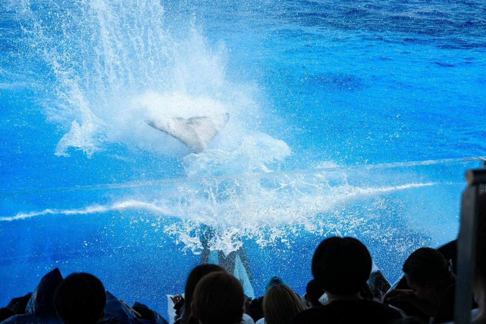 神戶須磨海洋世界夏日祭典登場！虎鯨噴水、4台水砲全開⋯保證全身濕透！