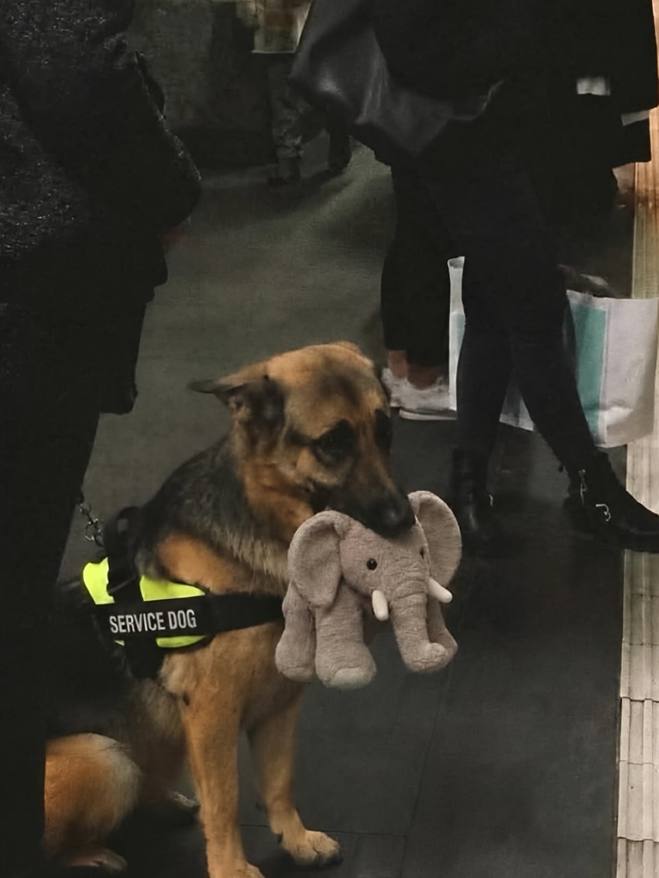 德國牧羊犬 Ryker 導盲犬考試落榜！只因愛上大象娃娃，主人一舉動感動千萬人！