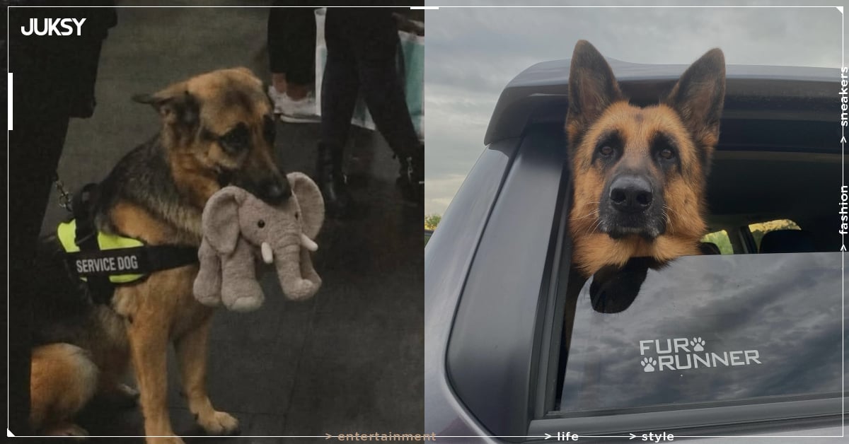 德國牧羊犬 Ryker 導盲犬考試落榜！只因愛上大象娃娃，主人一舉動感動千萬人！