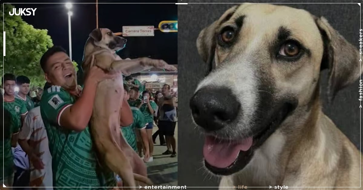 世界盃竟成尋犬成功現場！西班牙女子丟失愛犬在直播中成功找回全網驚嘆！