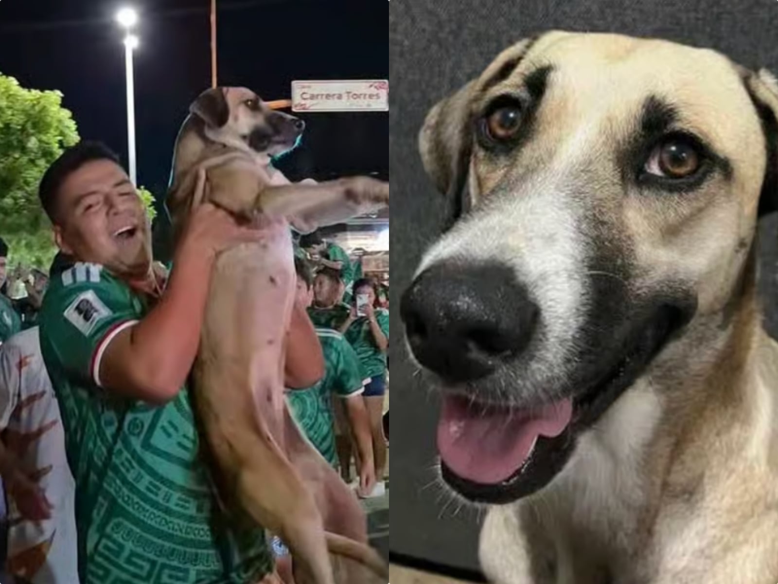 世界盃竟成尋犬成功現場！西班牙女子丟失愛犬在直播中成功找回全網驚嘆！