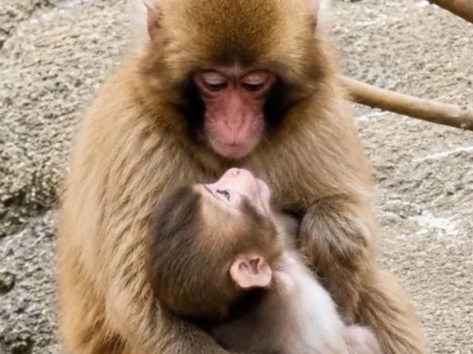 Panchi 猴子近況如何？不抱玩偶、照顧小猴子暖心互動曝光！